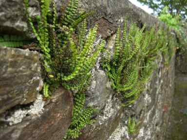 Shady ferns plant for shade natural ferns in wall garden 